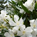 Nerium oleander blanc
